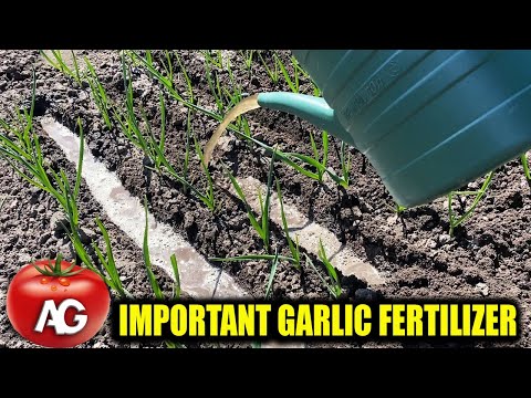 VIDEO: Those who know how to grow garlic will not tell you about this fertilizer