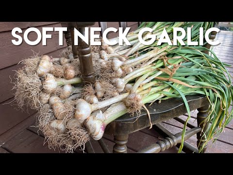 VIDEO: Zone 7b Garlic Growing Guide for fall planting and spring harvest