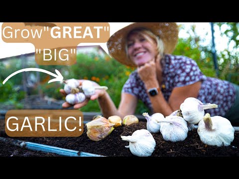 VIDEO: Planting Garlic in the Fall for BIGGEST Bulbs Step-by-Step Guide