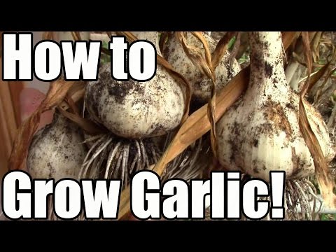 VIDEO: How We Grow, Cure & Store Garlic: From Clove to Bulb