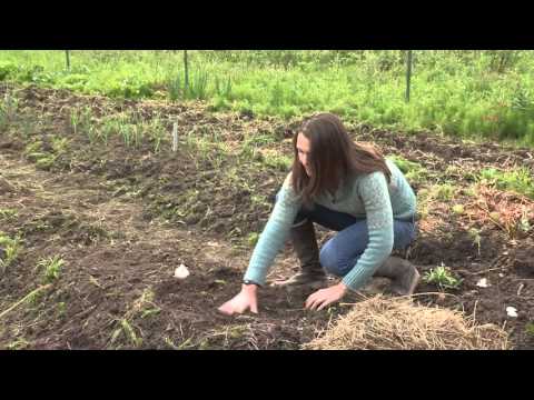 VIDEO: Growing Garlic – In the Alaska Garden with Heidi Rader