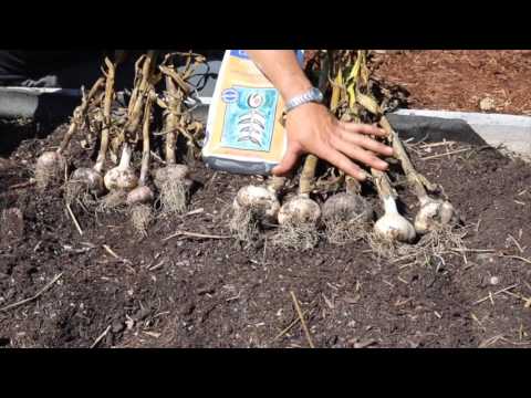 VIDEO: Planting Garlic