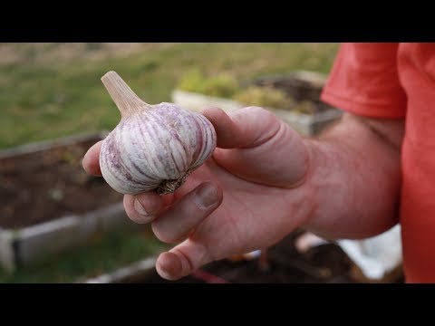 VIDEO: How To Grow Garlic At Home