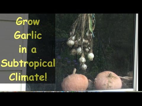 VIDEO: Growing Garlic in a Subtropical Climate