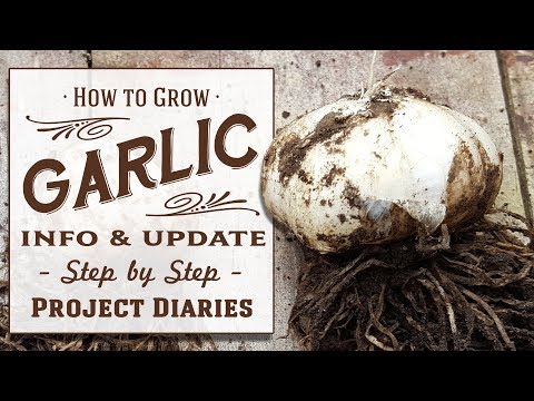 VIDEO: ★ How to: Grow Garlic at Home (Update & Information Tutorial)