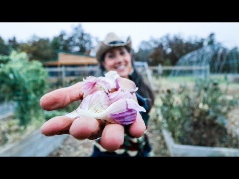 VIDEO: How To Grow GARLIC from Start to Finish!