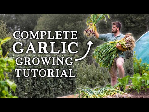 VIDEO: How to Grow Garlic | Simple Steps for HUGE Yields