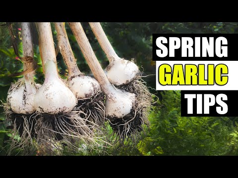 VIDEO: Garlic Growing Tips For 2023