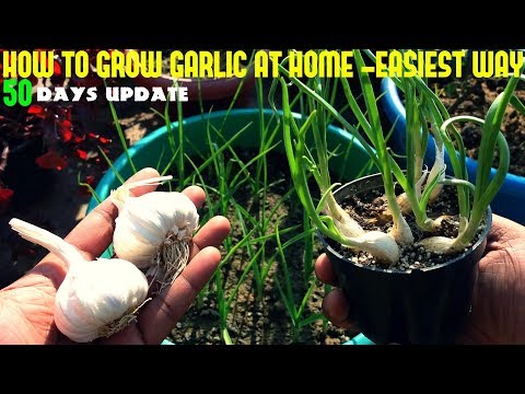 VIDEO: How To Grow Garlic At Home – Fast and Easy