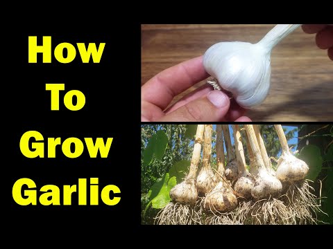 VIDEO: How To Grow Garlic – The Definitive Guide For Beginners