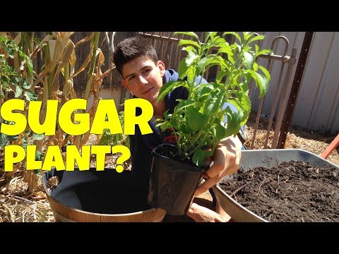 VIDEO: How to Grow Stevia Plants in Containers!