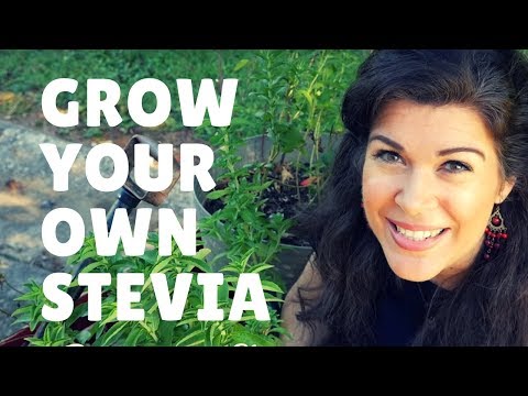 VIDEO: Grow, Harvest, and Process Your Own Stevia – The Best Natural Sweetener