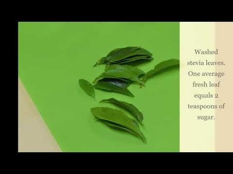 VIDEO: Growing and Using Stevia