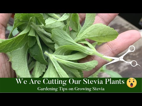 VIDEO: Gardening Tips on Growing Stevia | How to Grow Stevia