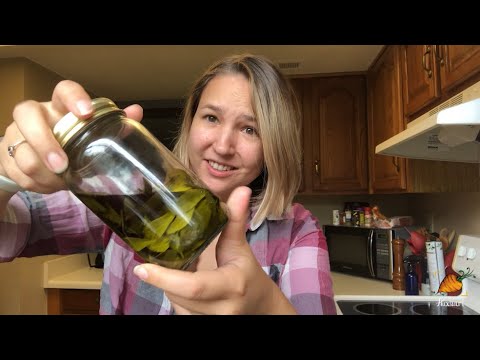 VIDEO: How to make STEVIA EXTRACT at home (SO EASY!!) | Auxhart Gardening