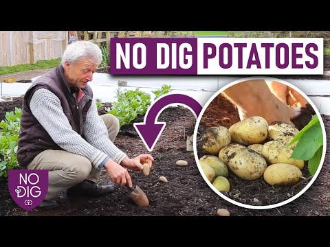 VIDEO: Dig-Free Potato Gardening: Expert Tips from Charles Dowding