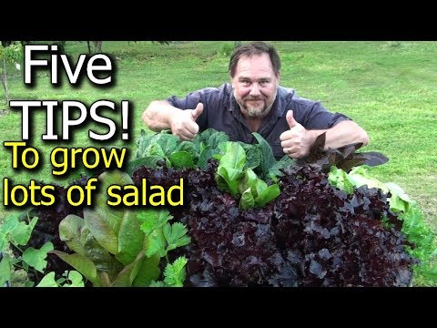 VIDEO: 5 Tips How to Grow a Ton of Salad in Just One Raised Garden Bed or Container