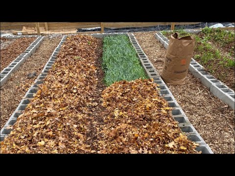 VIDEO: Building Your Soil Over the Winter—Two Cheap Methods with Cover Crops + Leaves
