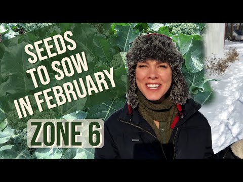 VIDEO: What to Start From Seed in February– Zone 6