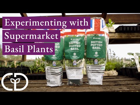 VIDEO: 3 Different Ways of Growing Potted Basil